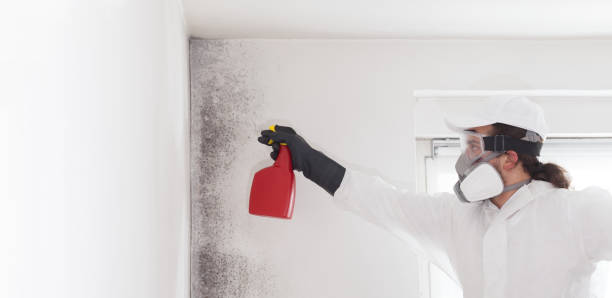 Best Local Mold Removal Service  in South Bradenton, FL